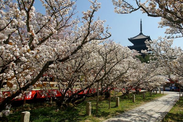 分析：中共打压下 日本观光业反迎历史高峰