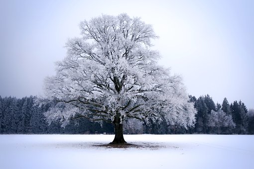 雪上加霜　泪水伴新年（pixabay.com）