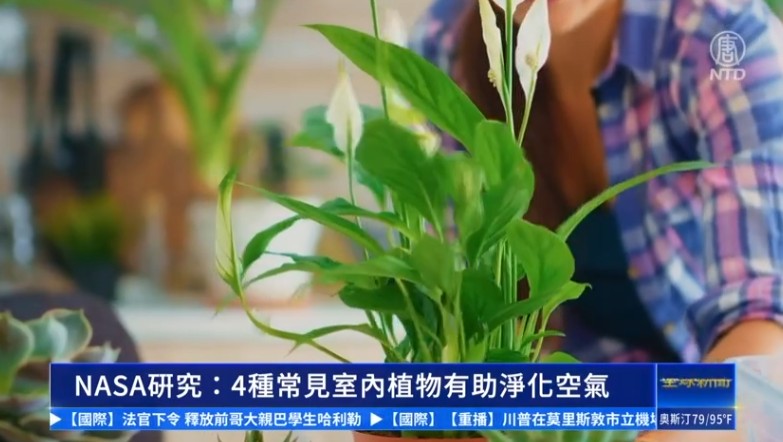 NASA硏究：4种常见室内植物有助净化空气