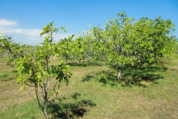 研究发现无花果树可将二氧化碳变石头