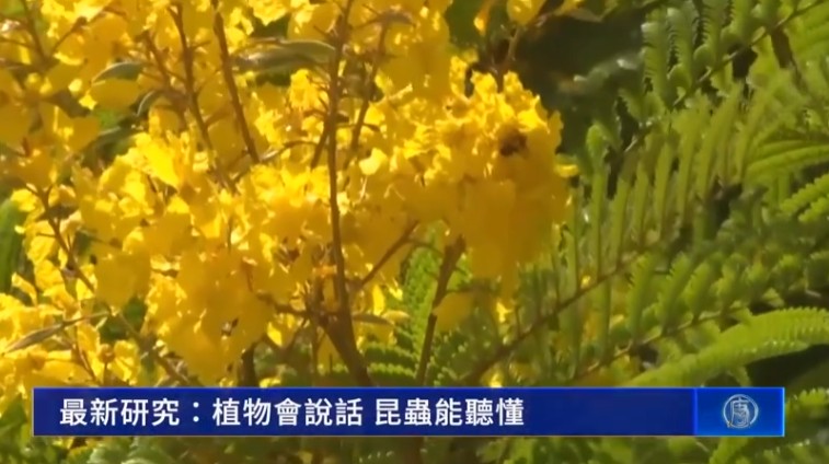 最新研究：植物会说话 昆虫能听懂