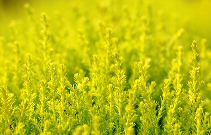 【九评征文】在乡间欺男霸女的中共游击队