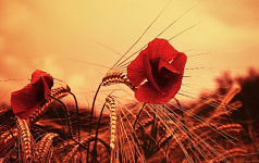 【秘档】南泥湾“大生产运动”种植罂粟 (图)