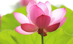 一位中国大陆女作家的真实体验（图）